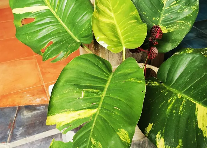 Little Jungle * Ubud