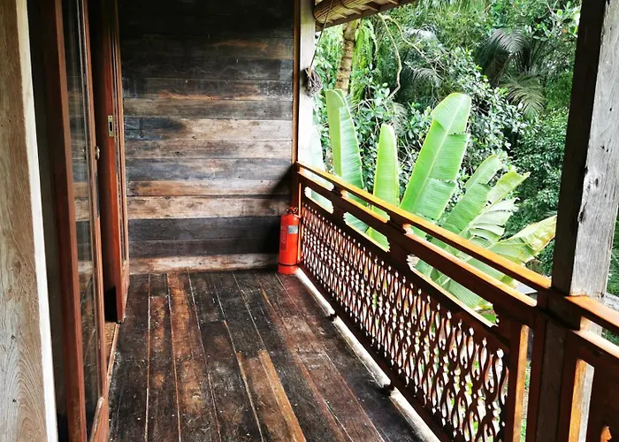 Little Jungle *