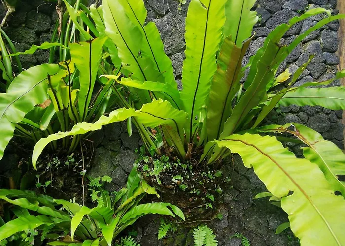 Little Jungle * Ubud