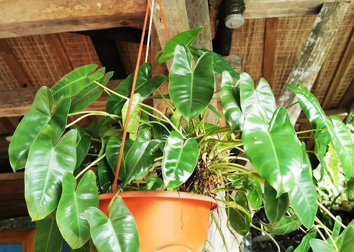 Little Jungle
