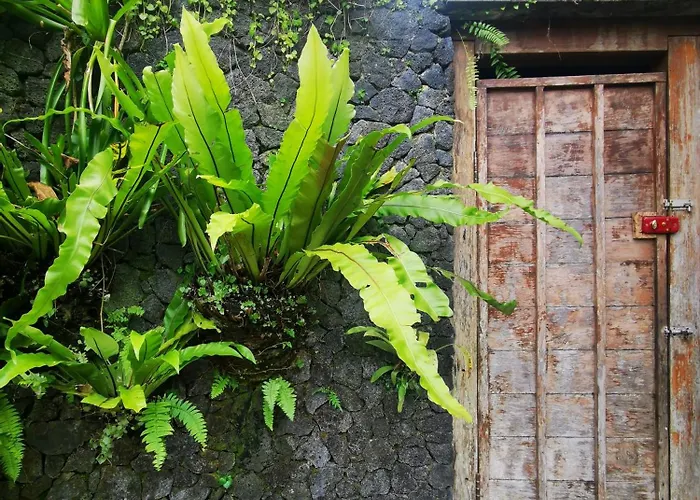 Little Jungle